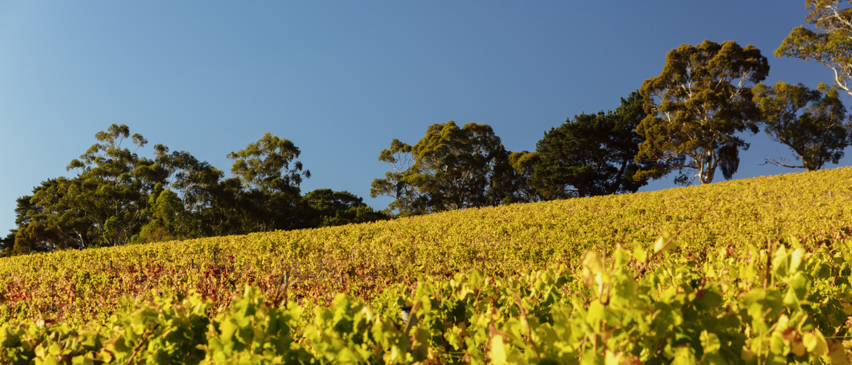 The High Ground of Australian Fine Wine